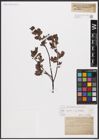 Foto von Salix aurita L. x Salix myrtilloides L.